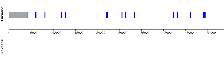 gene structure