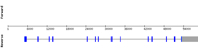 gene structure