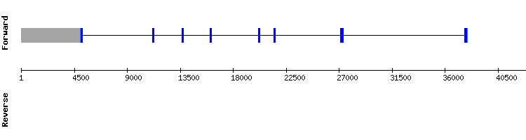 gene structure