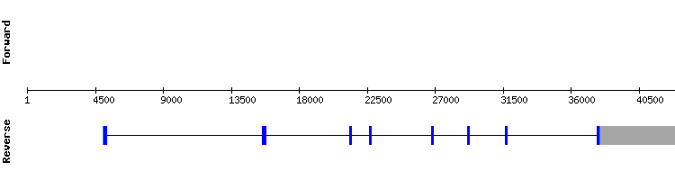 gene structure