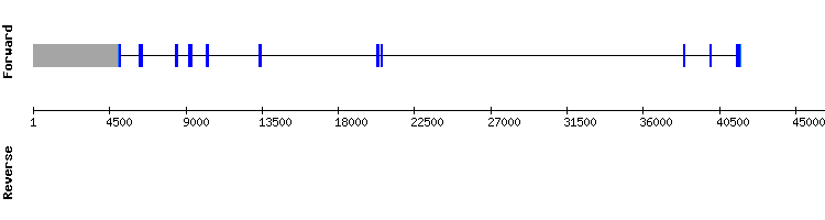 gene structure