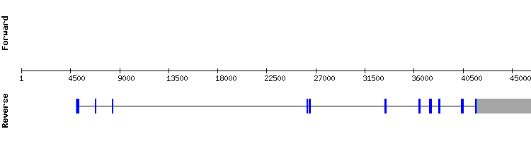 gene structure