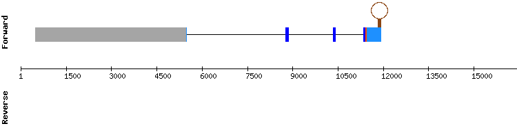 gene structure