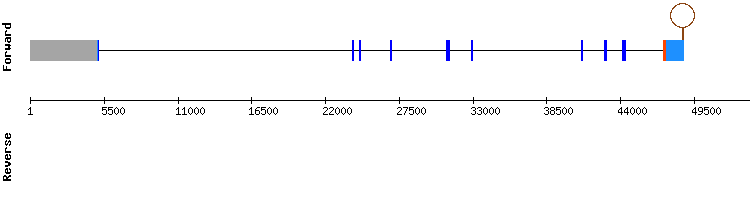 gene structure