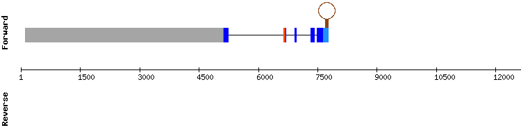 gene structure