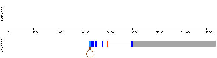 gene structure