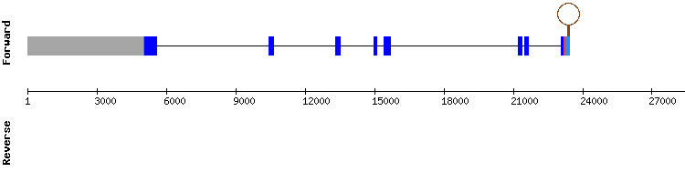 gene structure