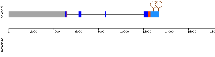 gene structure