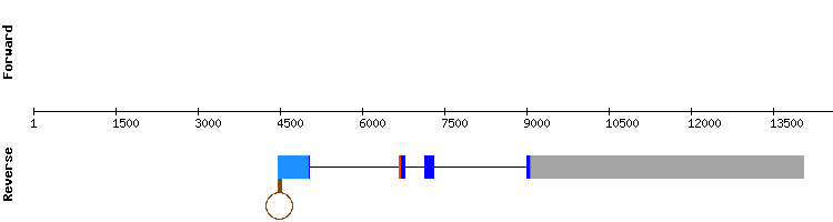 gene structure
