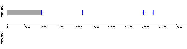 gene structure