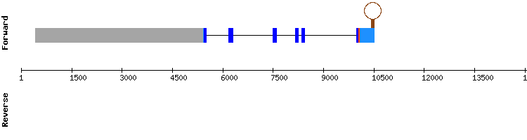 gene structure
