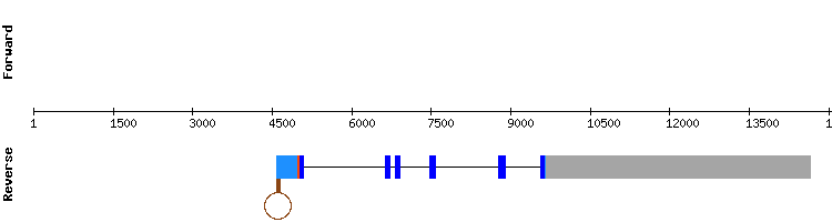 gene structure