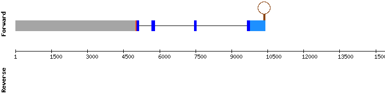 gene structure