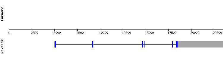 gene structure