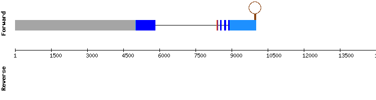 gene structure