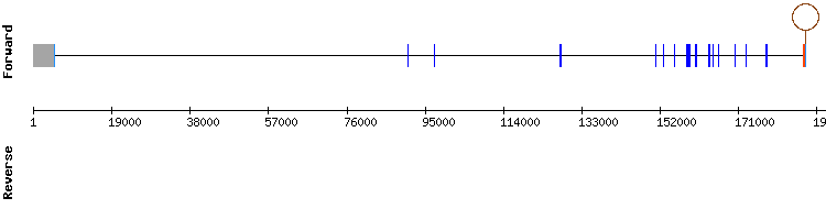 gene structure