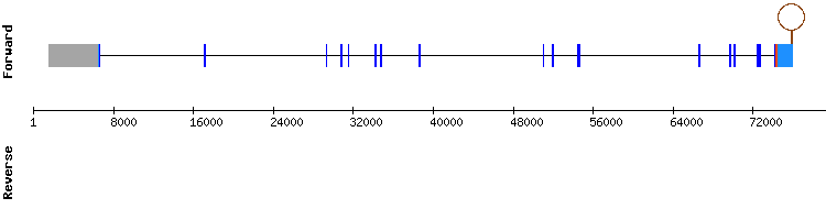 gene structure