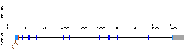 gene structure