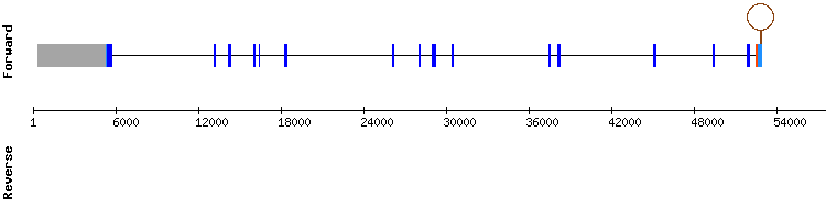 gene structure