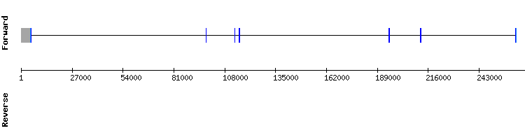 gene structure
