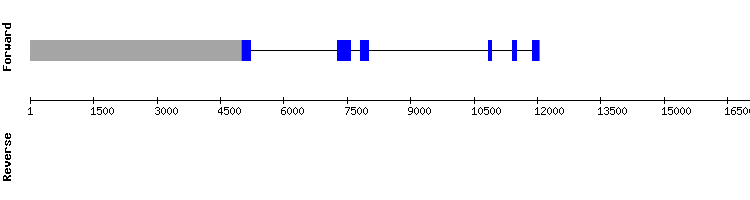 gene structure