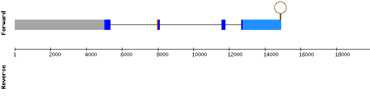 gene structure