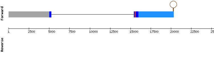 gene structure