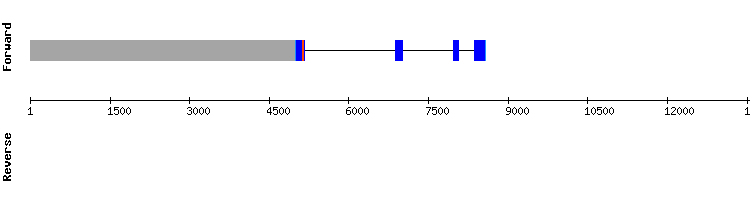 gene structure