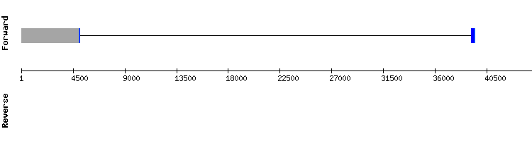 gene structure