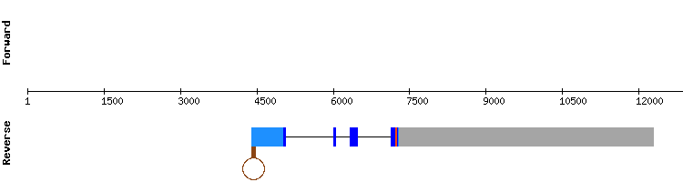 gene structure
