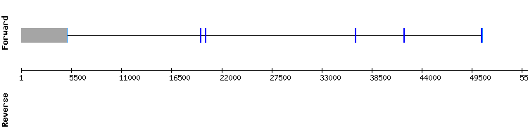 gene structure
