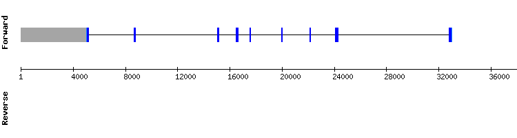gene structure