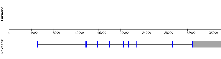 gene structure
