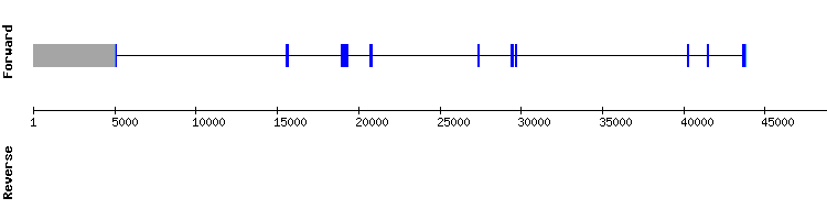 gene structure