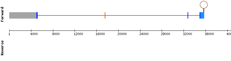 gene structure