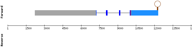 gene structure