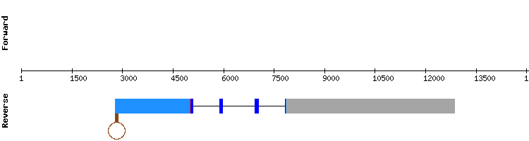 gene structure
