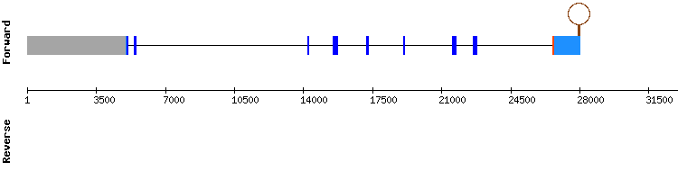 gene structure