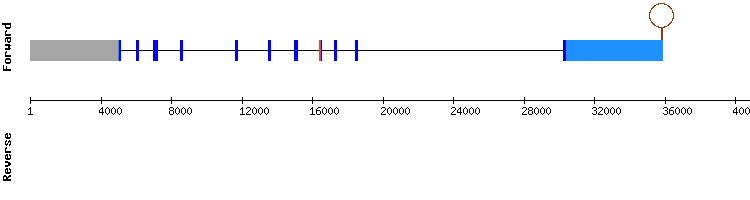 gene structure