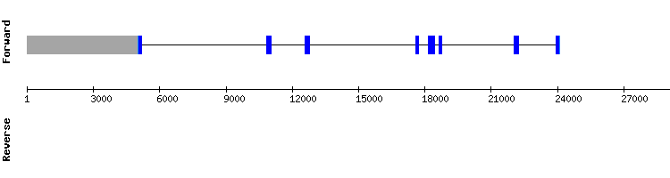 gene structure