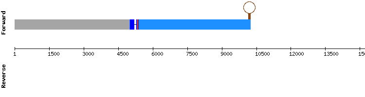 gene structure