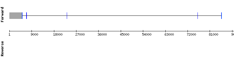 gene structure