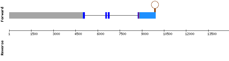 gene structure
