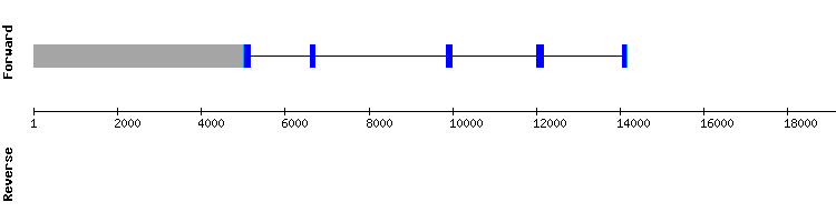 gene structure