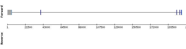 gene structure