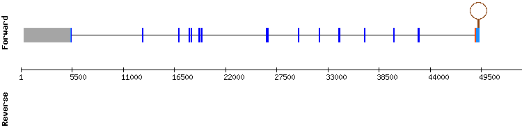 gene structure