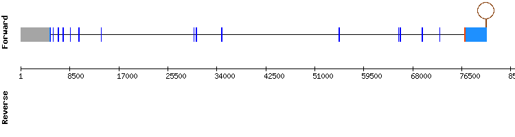 gene structure