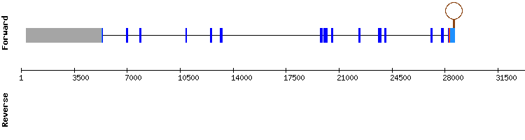 gene structure