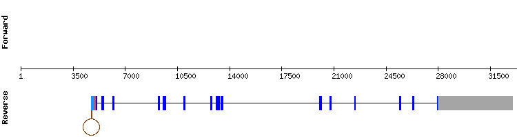 gene structure