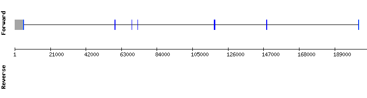 gene structure